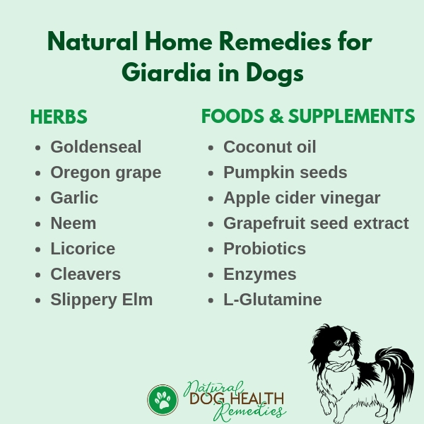 Home Remedies for Giardia in Dogs