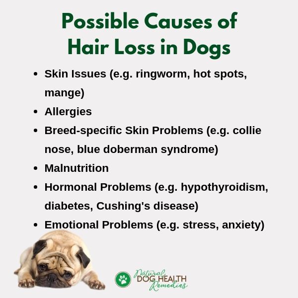 Dog Hair Loss Causes