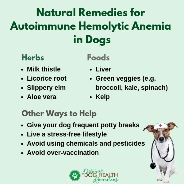 Natural Remedies for AIHA in Dogs