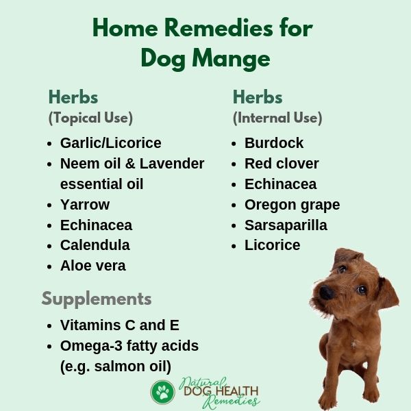 Home Remedies for Dog Mange