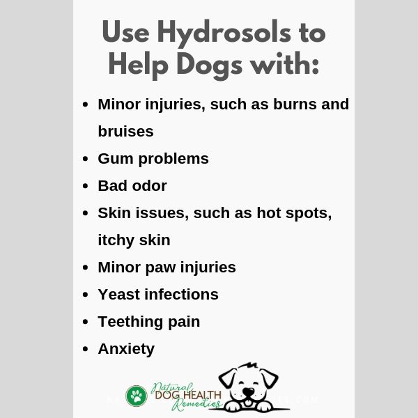 Hydrosol Uses for Dogs