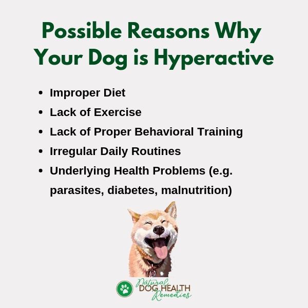 Dog Hyperactivity Causes