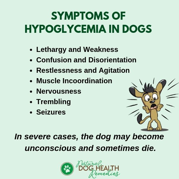 Dog Hypoglycemia Symptoms