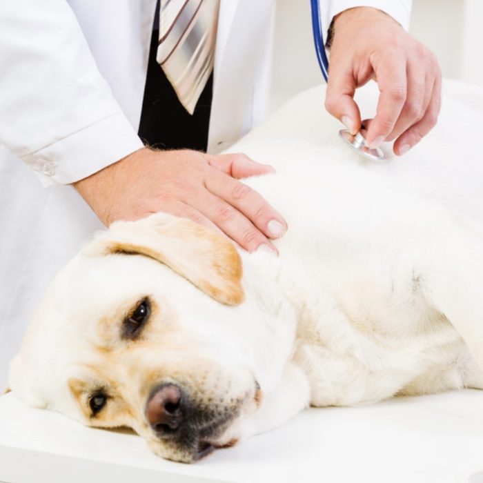 Canine Health Problems
