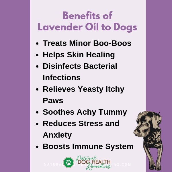 Lavender Oil Benefits to Dogs