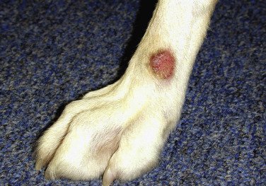 Lick Granuloma on Dog Limb