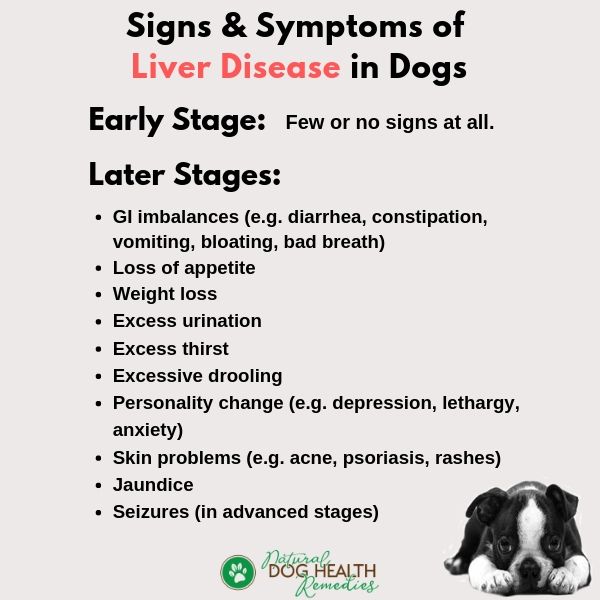 Dog Liver Disease Symptoms