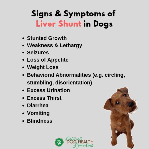 Dog Liver Shunt Symptoms