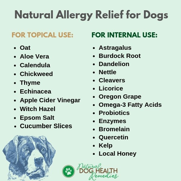 Natural Remedies for Dog Allergies
