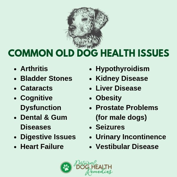 Old Dog Diseases