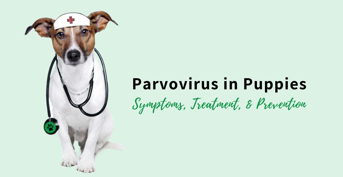 Parvovirus in Puppies