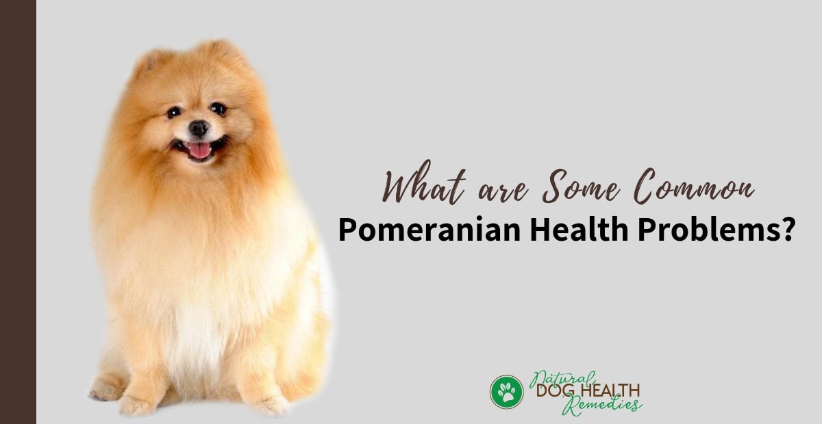 Pomeranian Health Problems