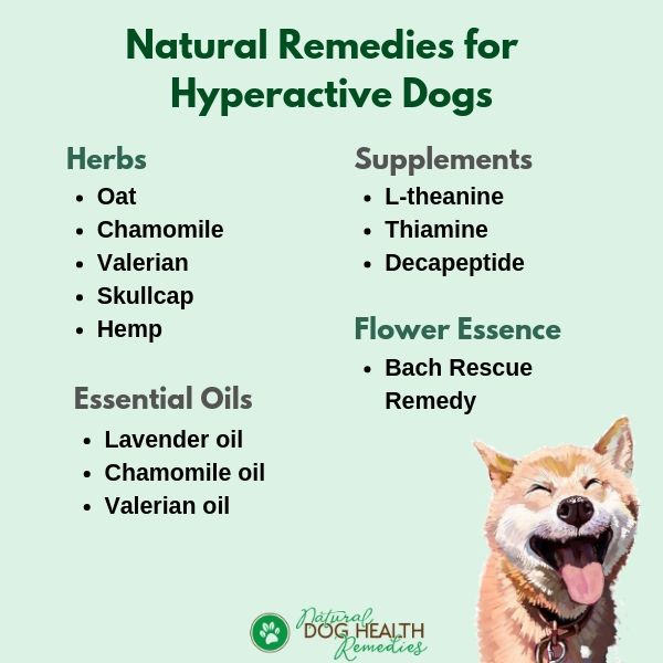 Natural Remedies for Hyperactive Dogs