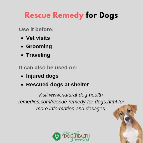 Rescue Remedy for Dogs Uses