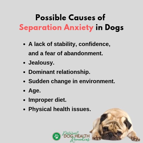Dog Separation Anxiety Causes