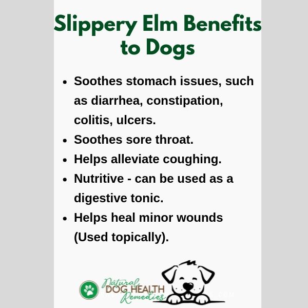 Benefits of Slippery Elm to Dogs