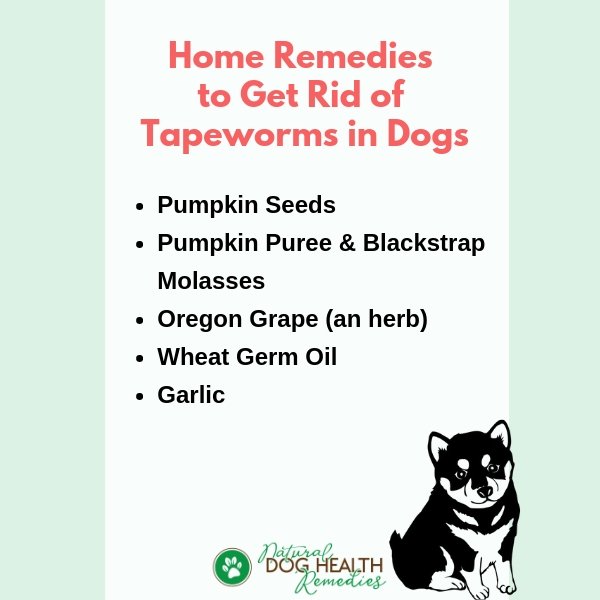 Get Rid of Tapeworms in Dogs Naturally