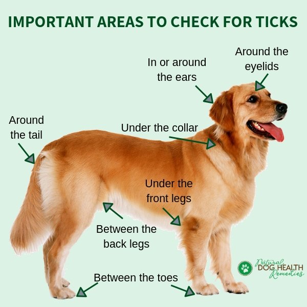 Checking for Ticks on Dog