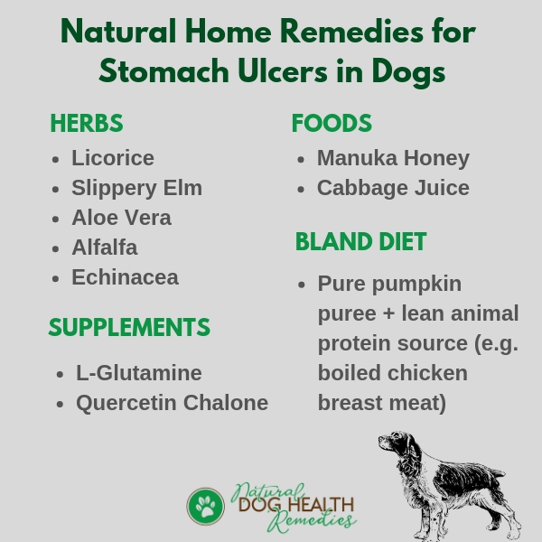 Natural Remedies for Stomach Ulcers in Dogs