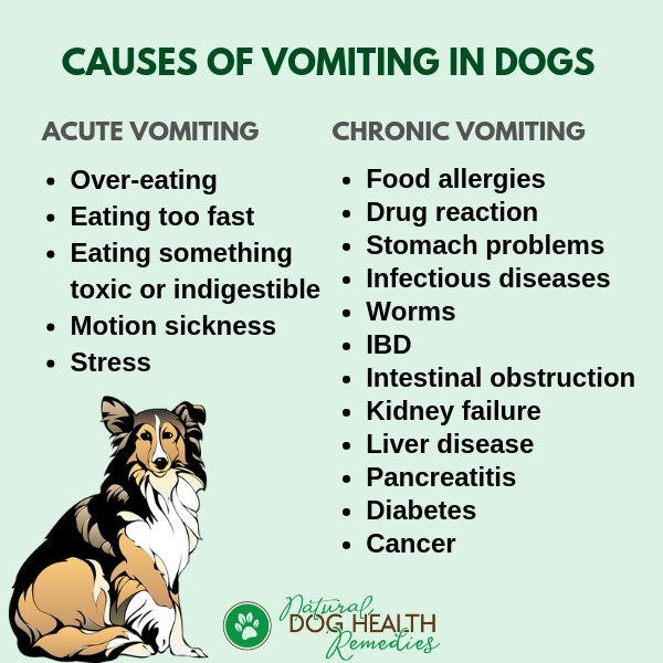 Causes of Vomiting in Dogs